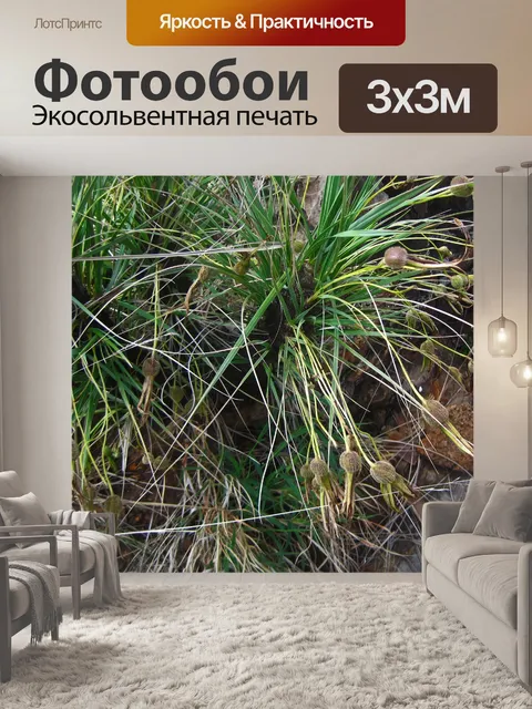 Фотообои семена на черной палке лилии