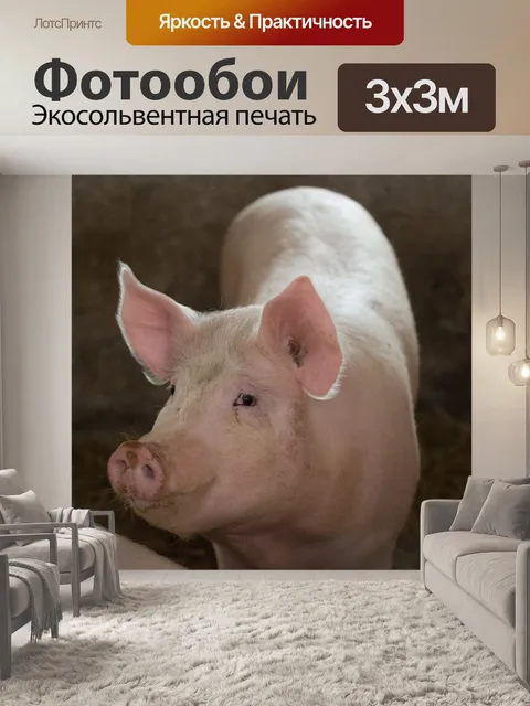 Фотообои Свинья смотрит