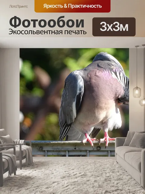 Фотообои Голубь