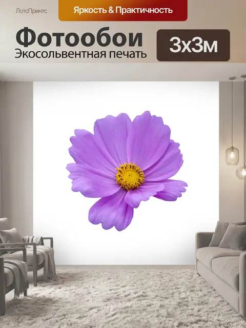Фотообои Цветок фиолетовый на белом