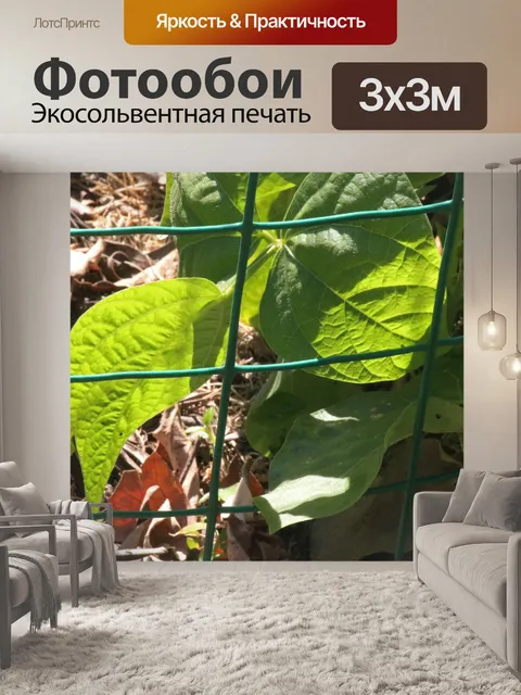 Фотообои листья растений зеленой фасоли