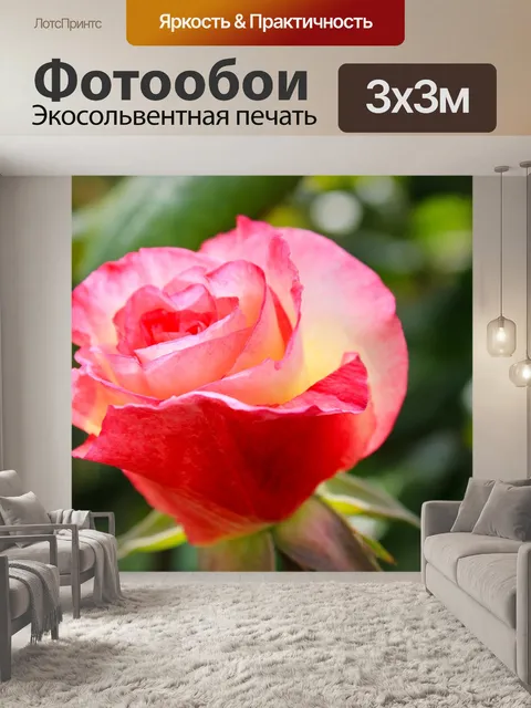 Фотообои Pink rose