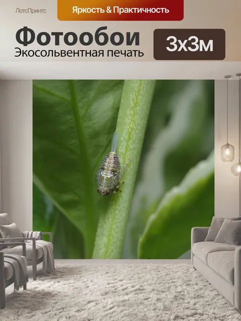 Фотообои Цикадка