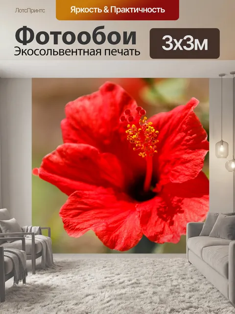 Фотообои Красный цветок гибискуса