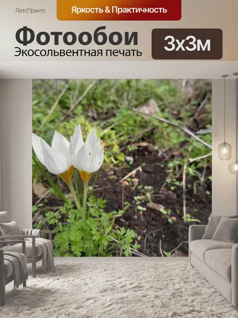 Фотообои Маленькие белые цветы крокуса