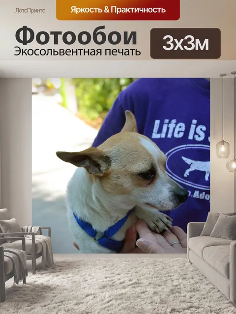 Фотообои Спасено собак