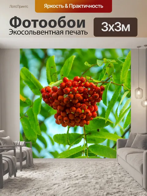 Фотообои Красные ягоды Cotoneaster
