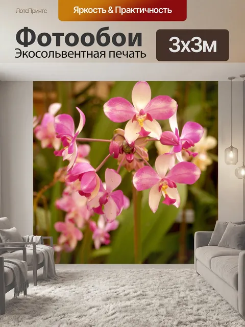 Фотообои Фото цветка орхидеи
