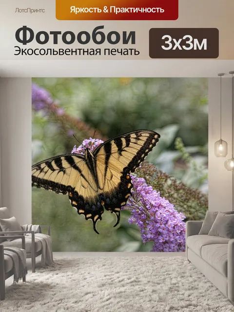 Фотообои Бабочка