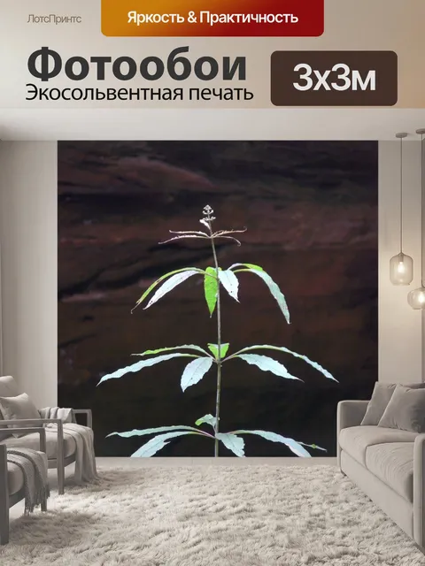 Фотообои Лиственные растения в пещере