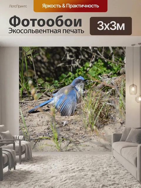 Фотообои Голубая сойка