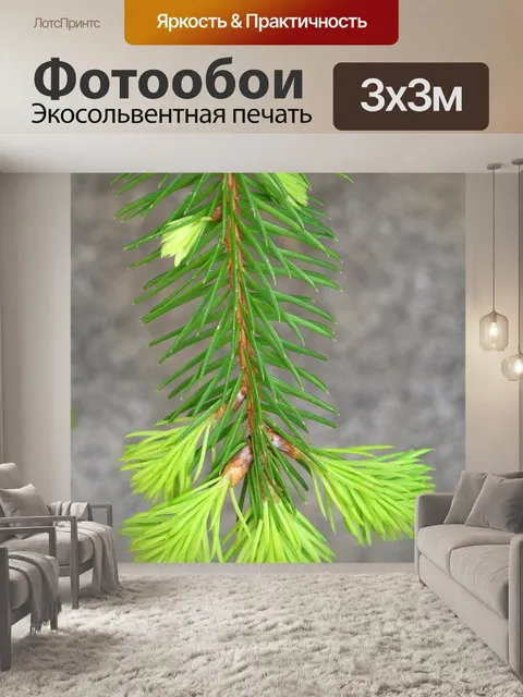Фотообои Молодые еловые побеги