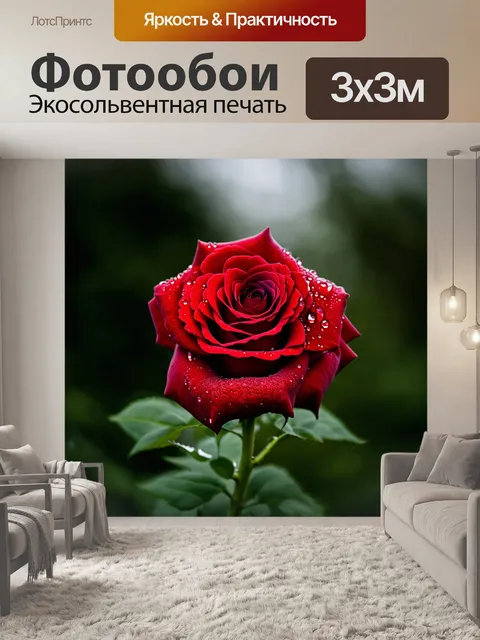 Фотообои красивая красная роза, капли росы на лепестках, против размытого фона