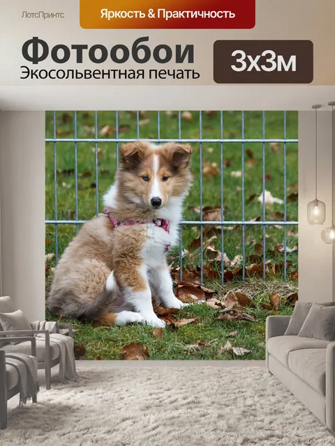 Фотообои Колли