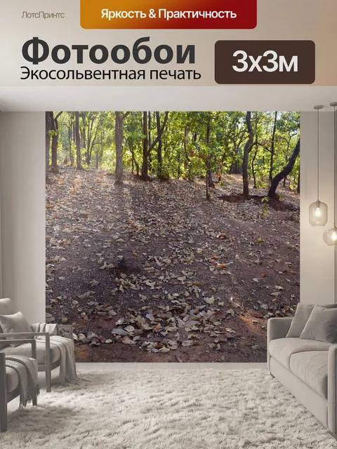 Фотообои Деревья и лес 20