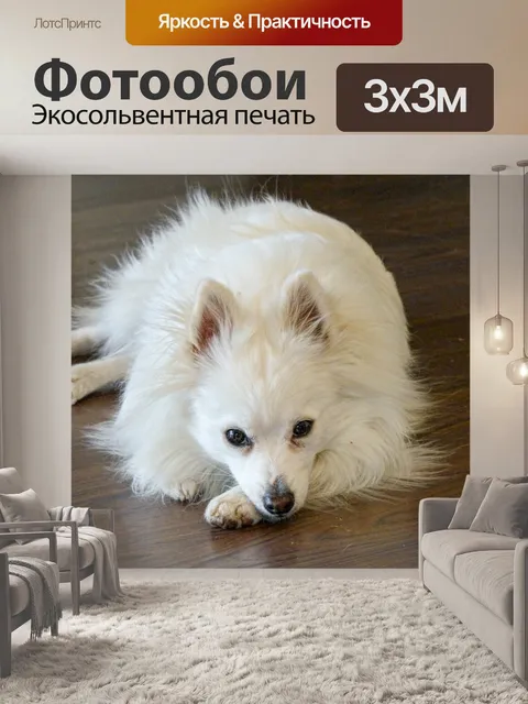 Фотообои Белый Поморское Лежа