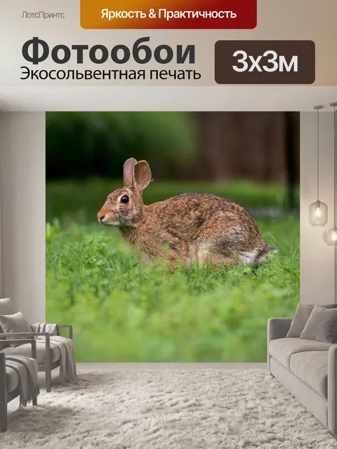 Фотообои Кролик