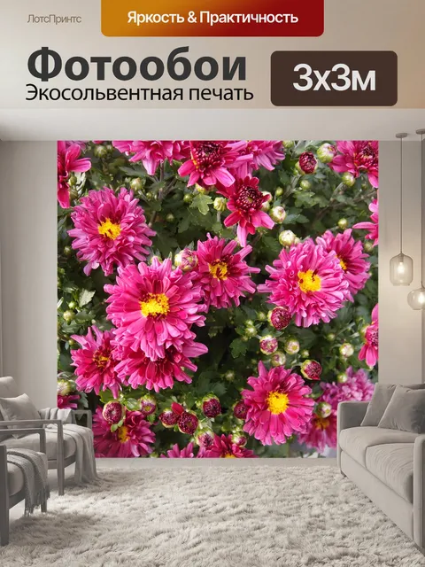 Фотообои Хризантема