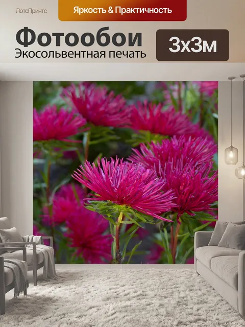 Фотообои Астры
