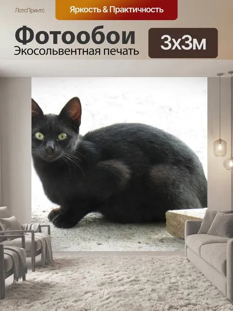 Фотообои Черный кот