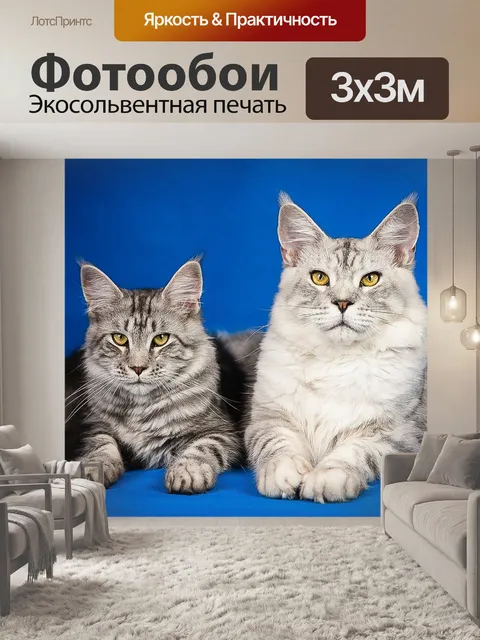 Фотообои Мейн кун