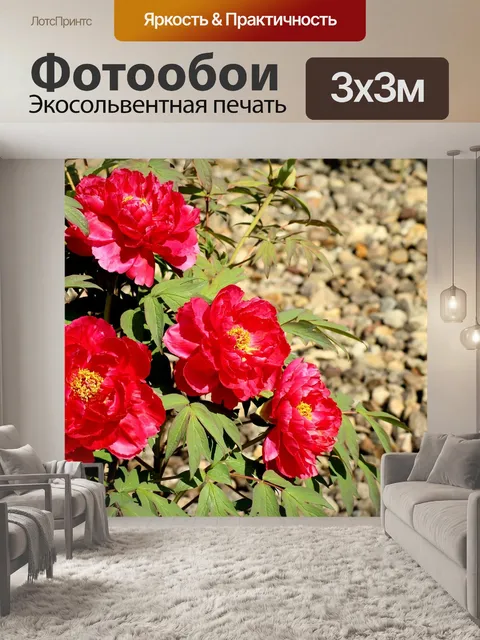 Фотообои Пионы