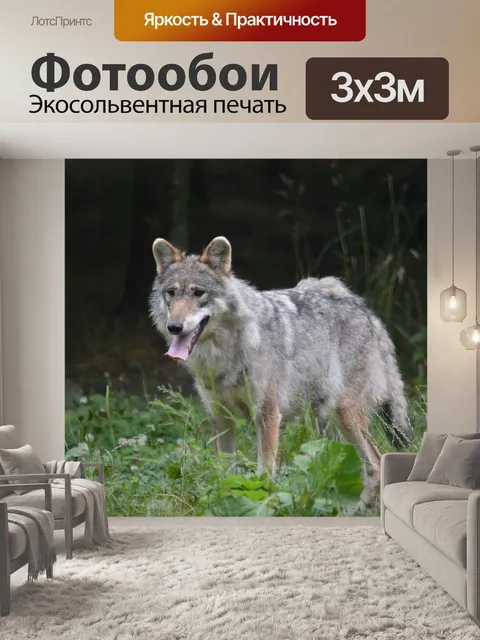Фотообои Волк