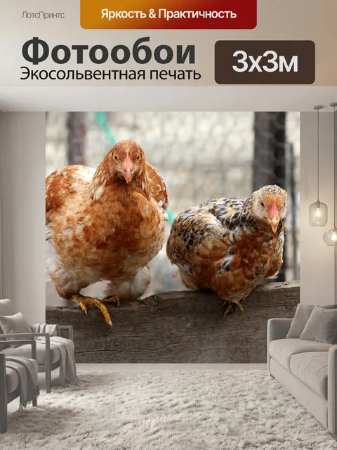 Фотообои Курица