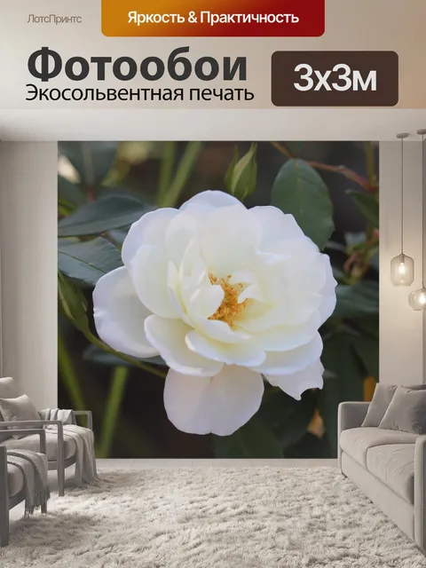 Фотообои Роза
