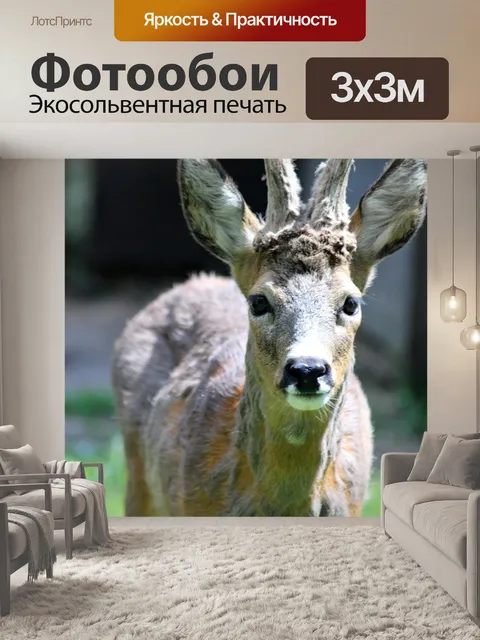 Фотообои Косуля сибирская
