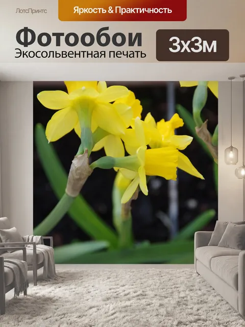 Фотообои Крупным планом желтые цветы нарцисса