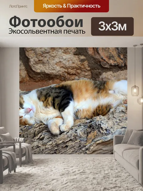 Фотообои Кот