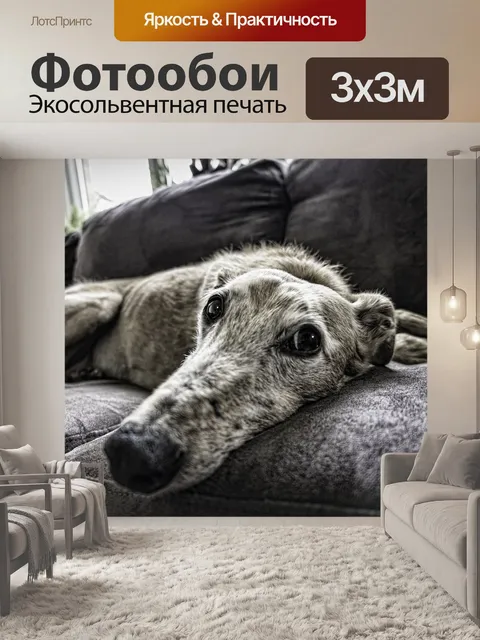 Фотообои Собака