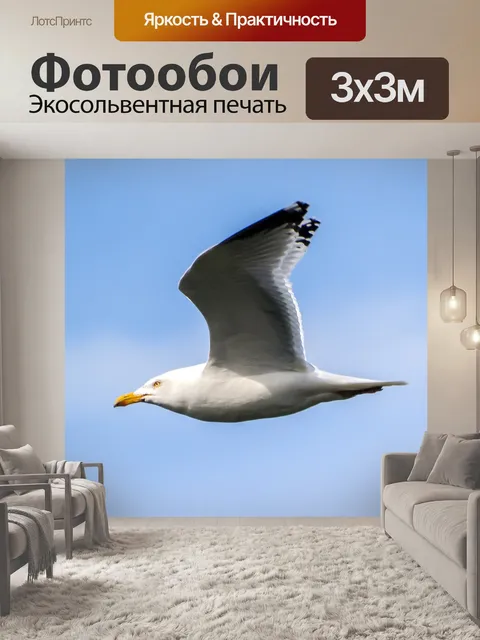 Фотообои Сельдь чайка