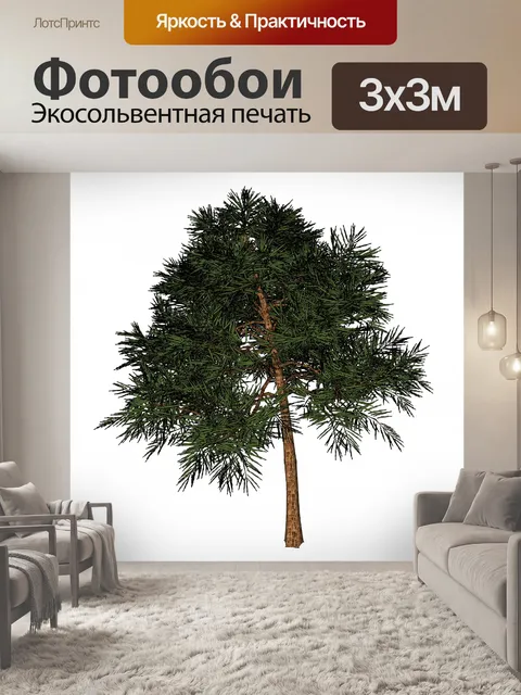 Фотообои Пальма