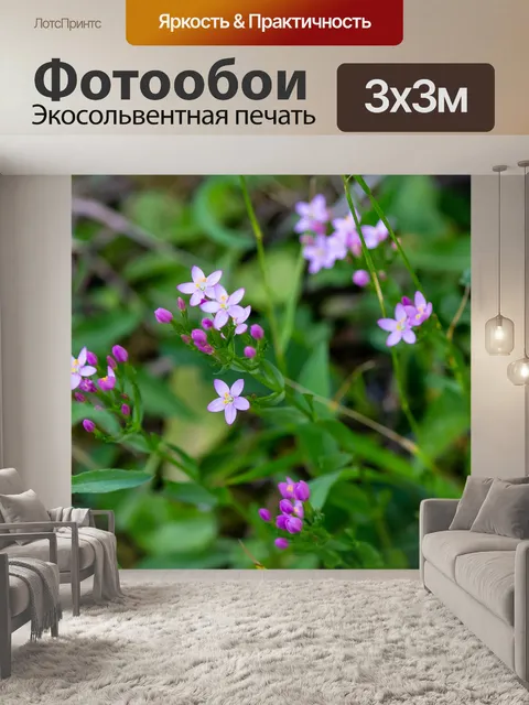 Фотообои Центавриум эритрейный