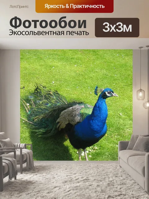 Фотообои Павлин