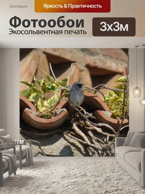Фотообои Горихвостка