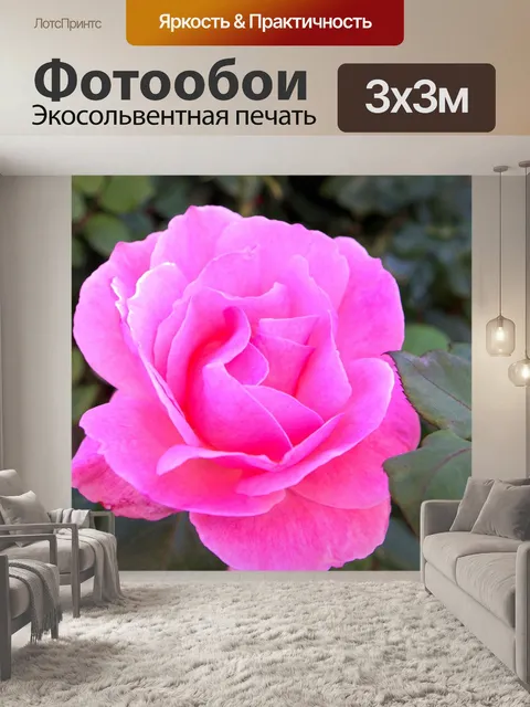 Фотообои Розовая роза