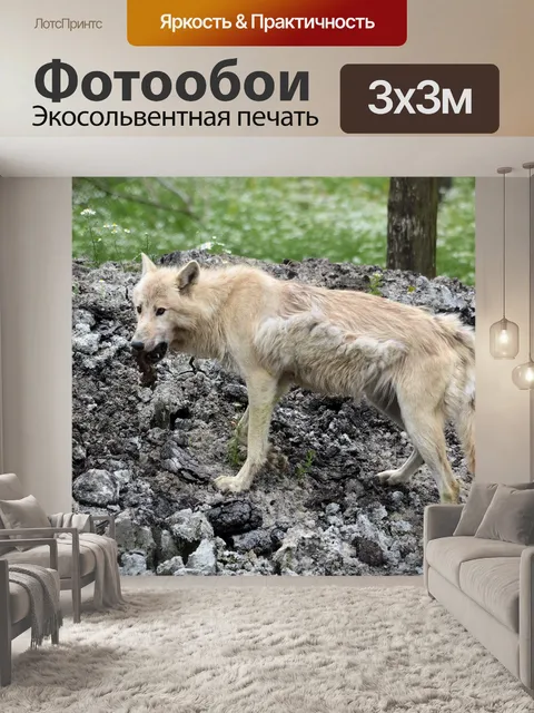 Фотообои Волк