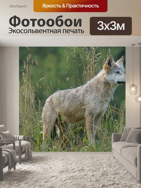 Фотообои Волк