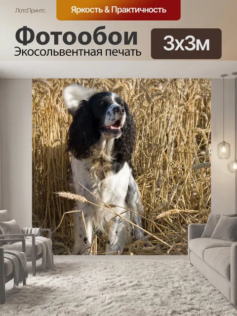 Фотообои Собака в поле пшеницы