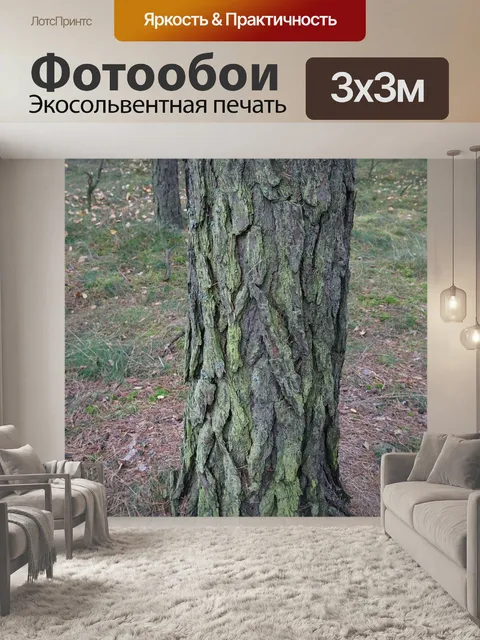 Фотообои Сосна