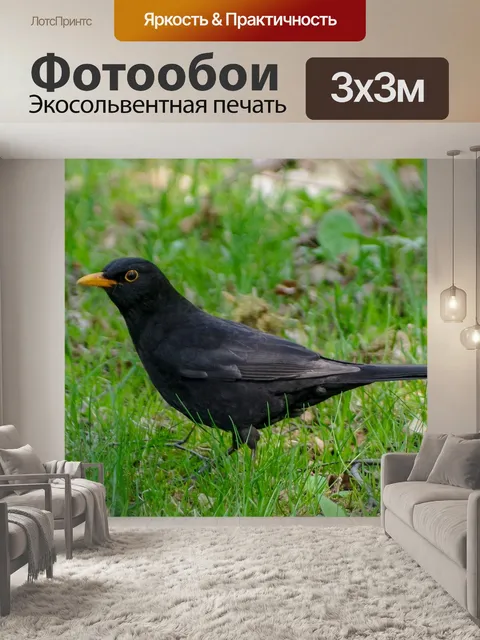 Фотообои Черный дрозд