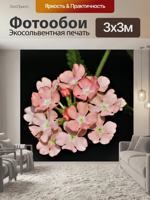 Фотообои Макро цветы розовой вербены