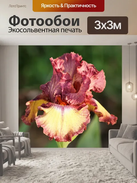 Фотообои Фиолетовая и желтая бородатая ириса 2