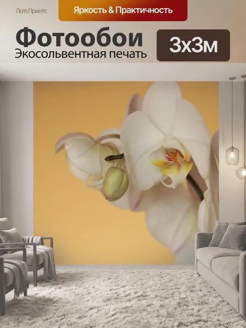 Фотообои Орхидея