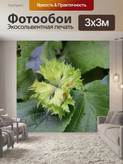 Фотообои Фундук