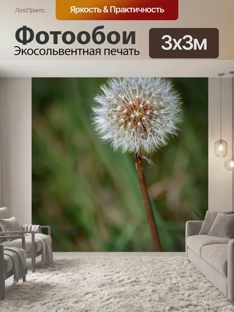Фотообои Одуванчик, засохший