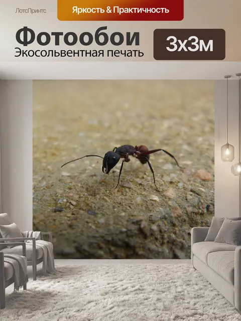 Фотообои Муравей